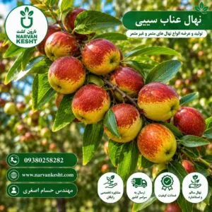 نهال عناب سیبی