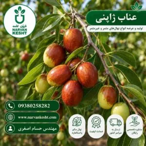نهال عناب ژاپنی