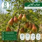 نهال عناب گلابی