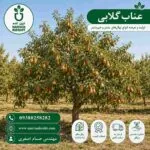 نهال عناب گلابی - تصویر 2