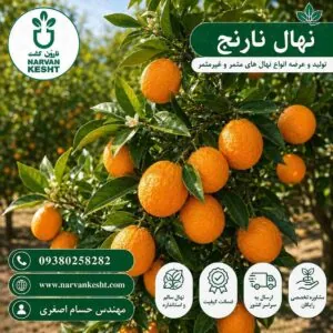 نهال نارنج