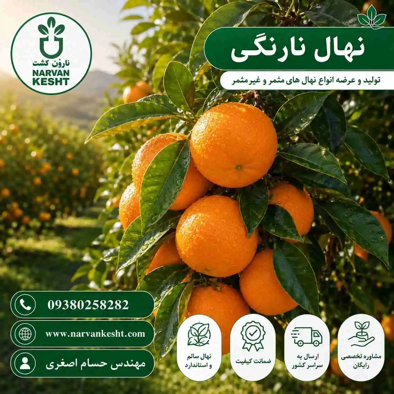 نهال نارنگی