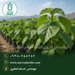 نهال پالونیا معمولی