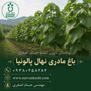 نهال پالونیا معمولی