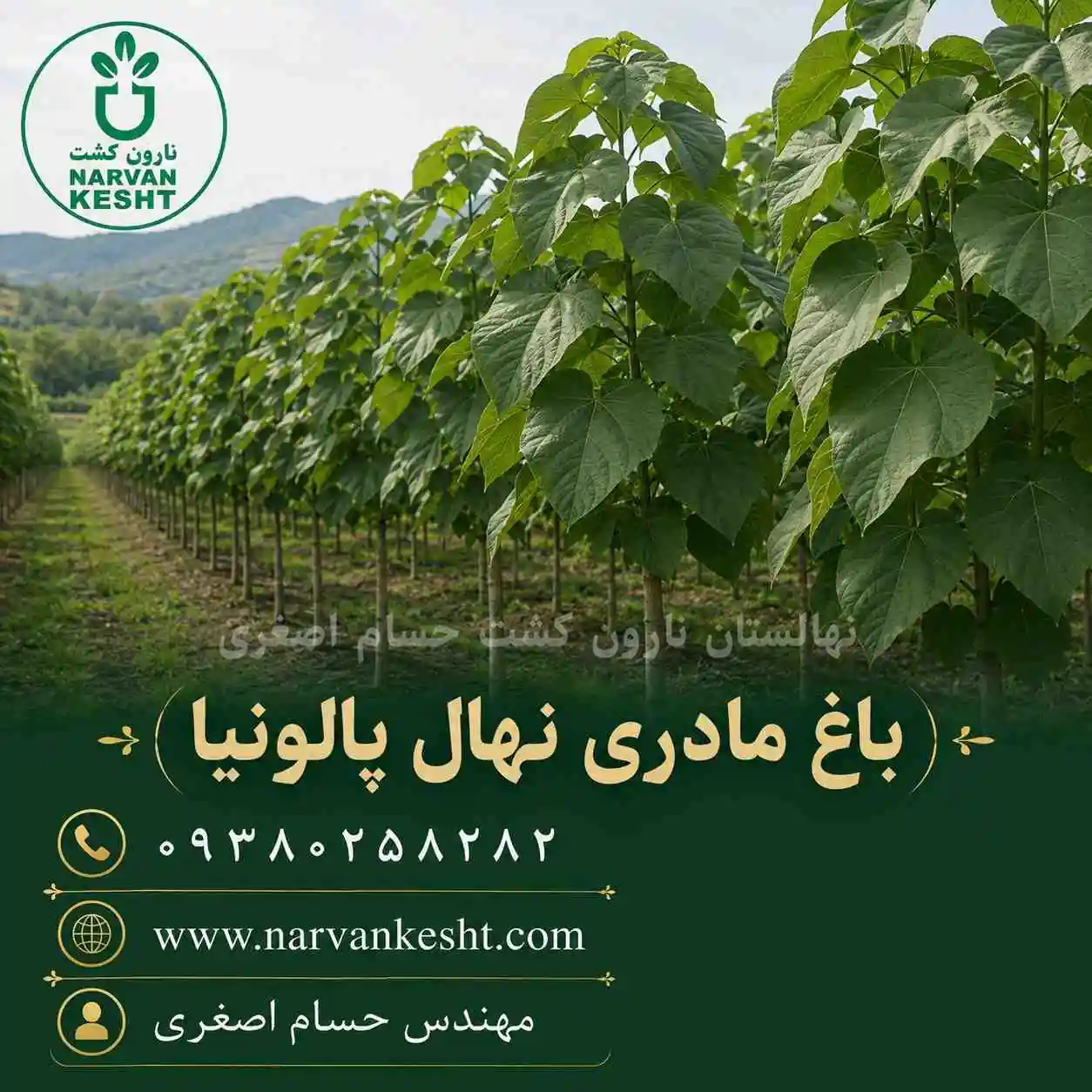 نهال پالونیا معمولی