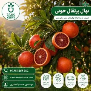 نهال پرتقال خونی