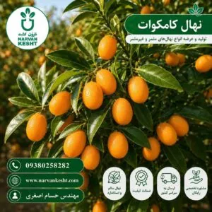 نهال کامکوات
