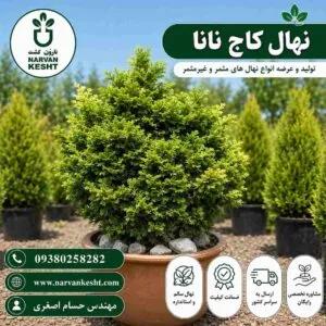 کاج نانا