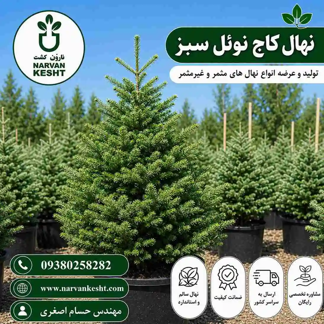 کاج نوئل سبز