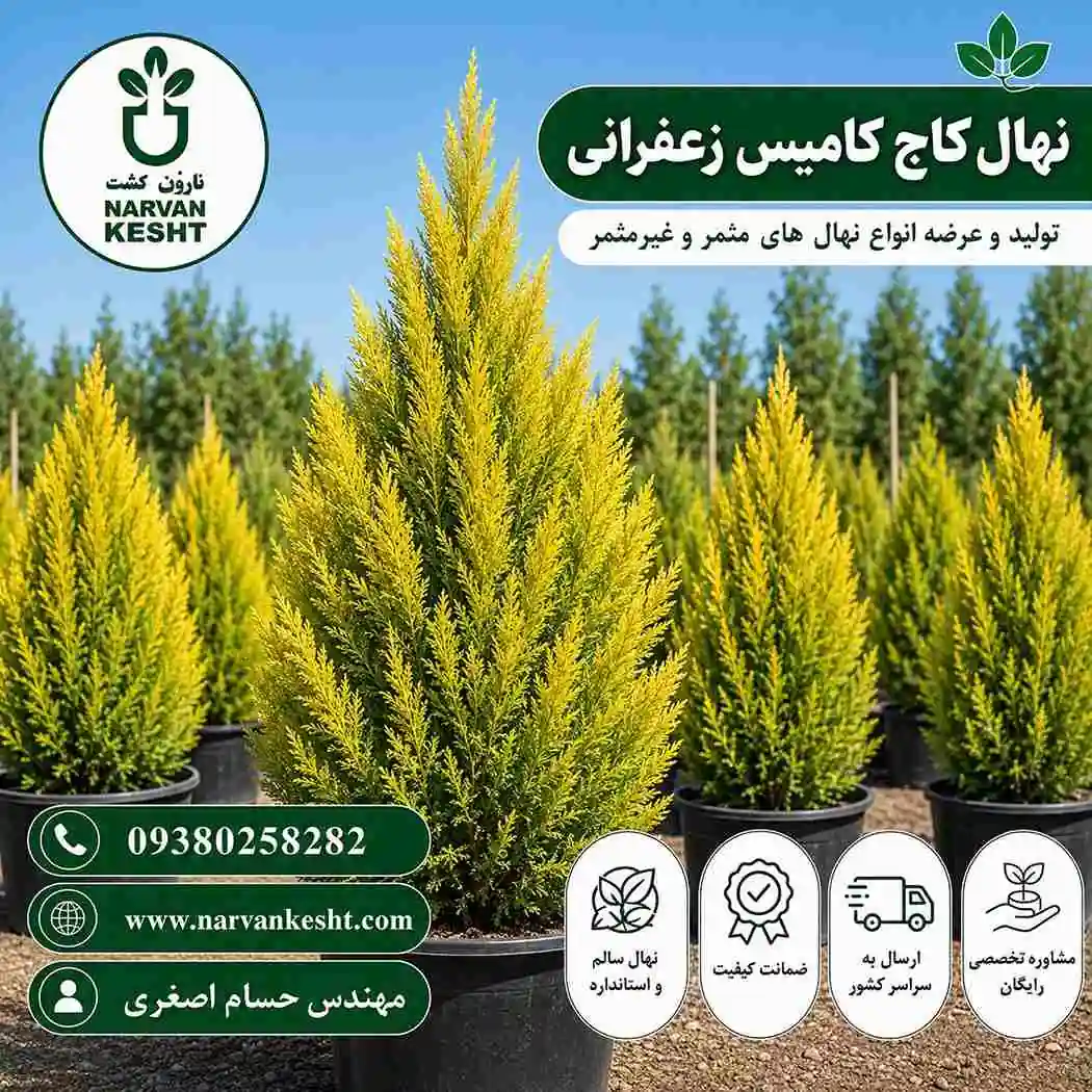 کاج کامیس زعفرانی کاج کامیس زعفرانی