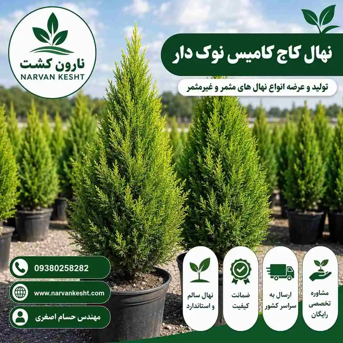 کاج کامیس نوک دار
