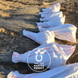 بسته های ارسالی نهالستان نارون کشت 